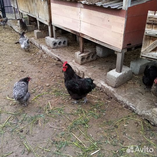 Джерсийский гигант