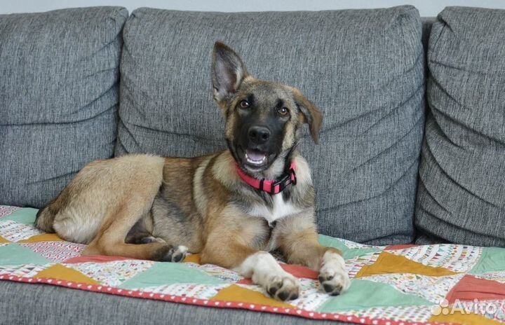 Маленький щенок в добрые руки помесь малинуа