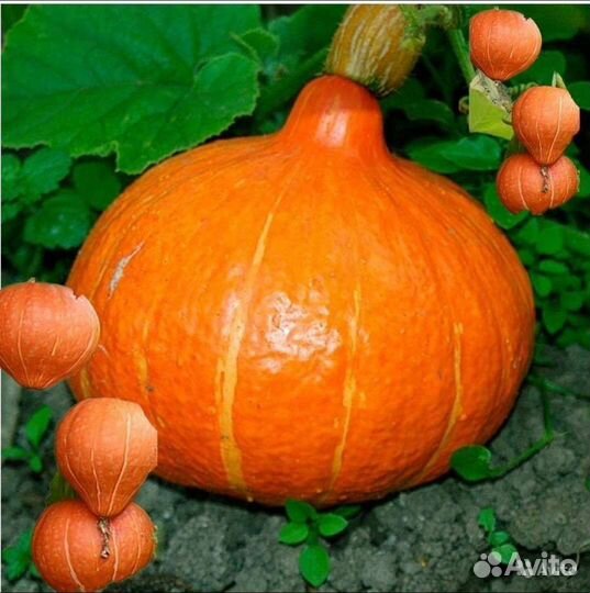 Семена интересных тыкв
