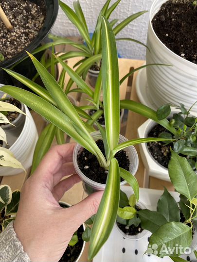 Хлорофитум гавайский