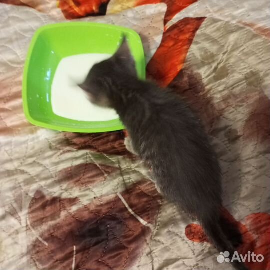 Котята, метисы, 2 мес, при ученые к лотку,здоровые