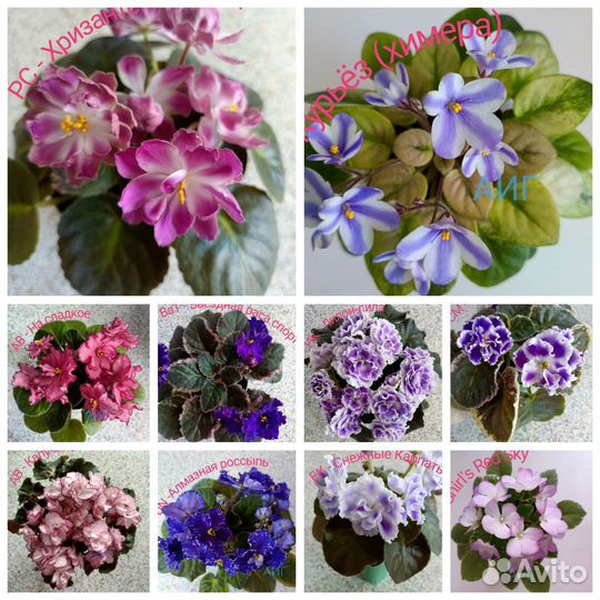 Фиалки сортовые
