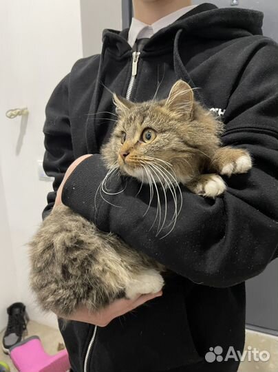 Котенок мышеловка