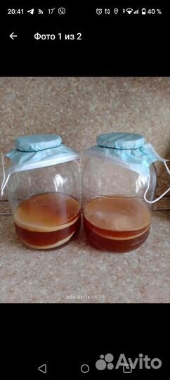 Чайный гриб