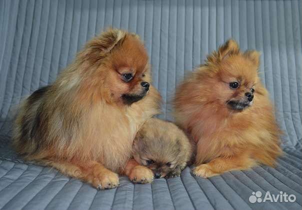 Померанский шпиц вязка кобель