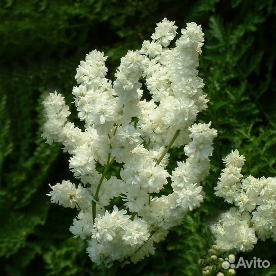 Лабазник Мультиплеск