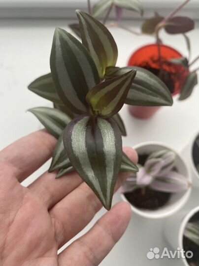 Традесканции сортовые, комнатные цветы