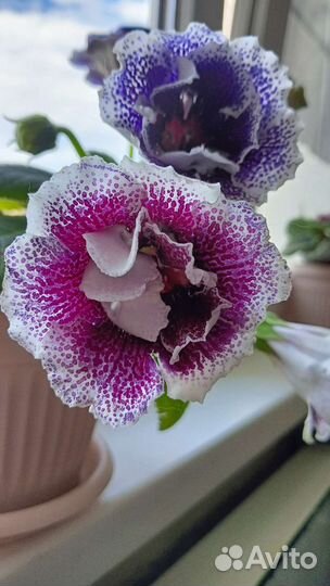 Глоксиния Фиалка