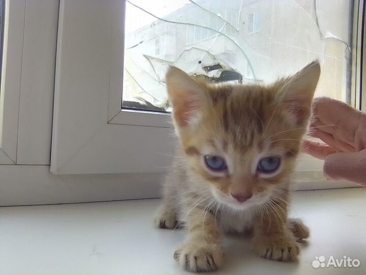 Отдам бесплатно котят