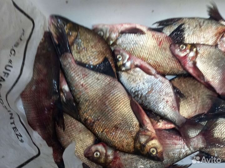 Лещ свежевыловленный