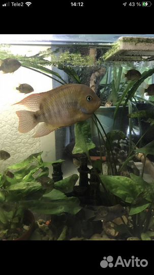 Цихлазома Седжика