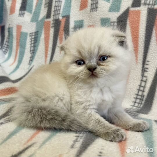 Шотландские вислоухие и прямоухие котята