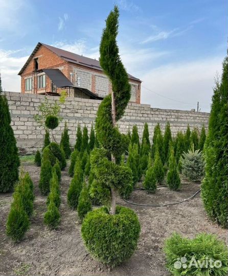 Растение, туи