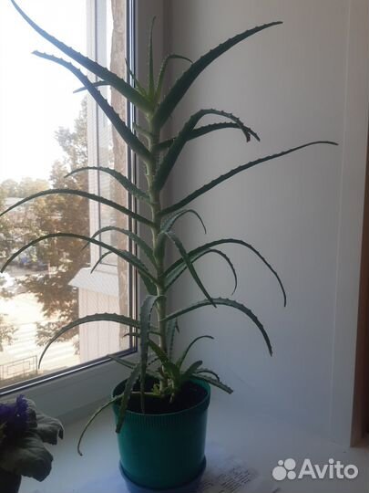 Алоэ лечебный