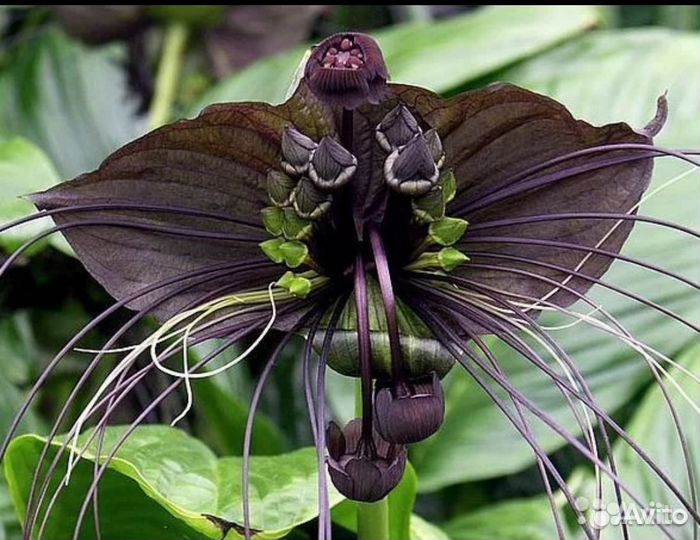 Стрелиция семена (не растения)