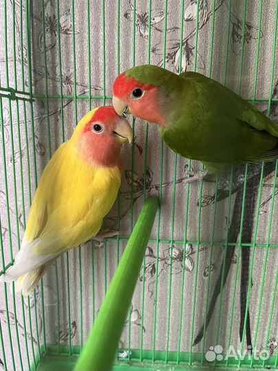 Попугаи неразлучники
