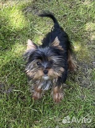 Йоркширский терьер мини