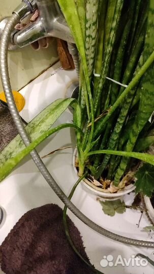 Сансевиерия