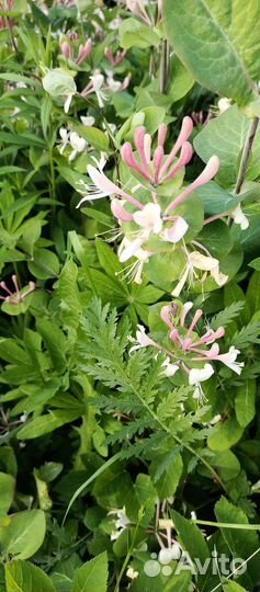 Жимолость каприфоль