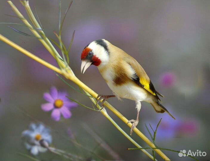 Лесные птицы