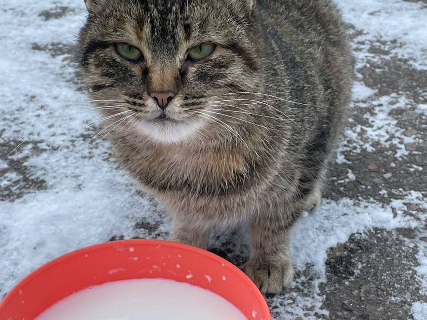 Кошки замерзают на заправке