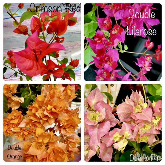 Бугенвиллии (65 сортов)