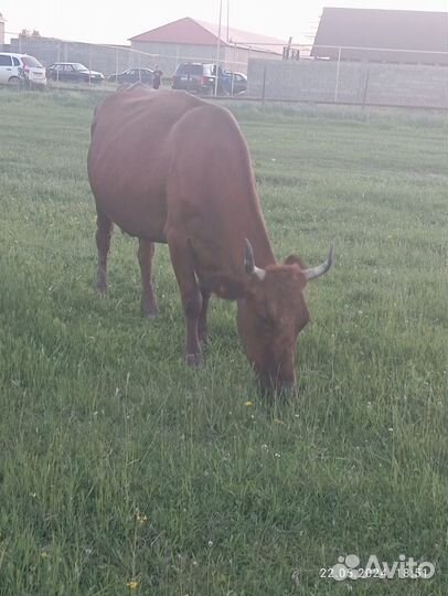 Коровы дойные молочные