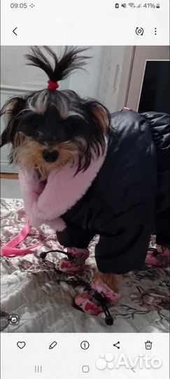 Собачка мини-йëрик