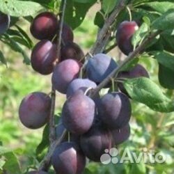 Саженцы черной сливы