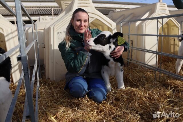 Ветеринарный врач крс