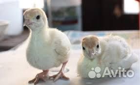 Индюшата Биг6,хайбрид конвертор,яйцо индейки Биг6