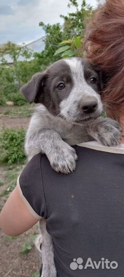 Очень красивый мальчишка в добрые руки