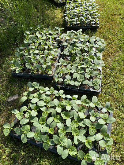 Рассада огурцов