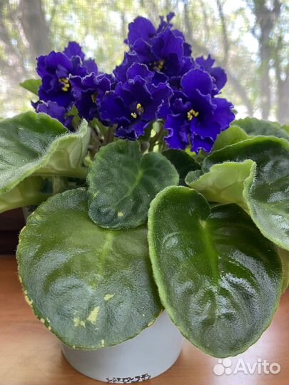 Листочки фиалок