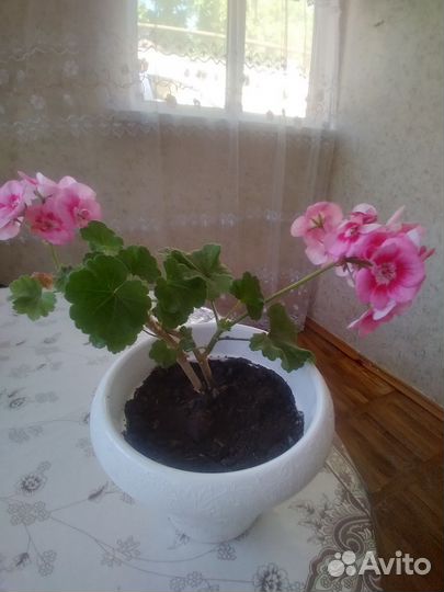 Пеларгония герань. фиалки.горшки все новые