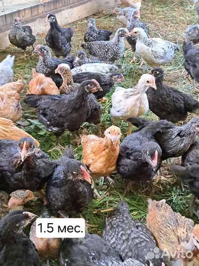Куры молодки несушки