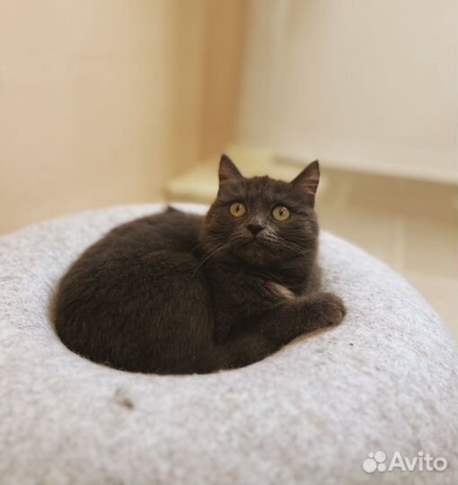 Шанни котенок девочка, в добрые руки