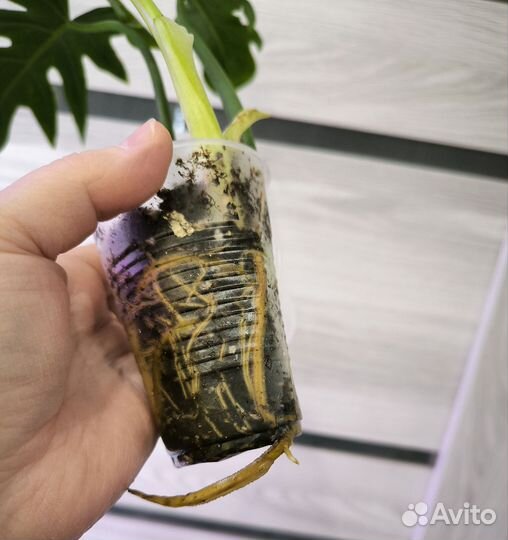 Филодендрон варшевича