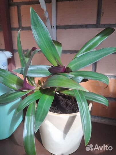 Традесканция / рео, спатифиллум, аглаонема. Цветы