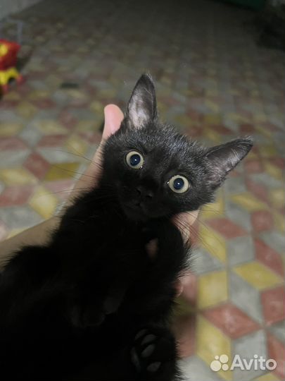 Котенок