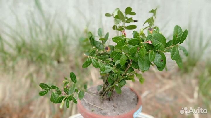 Саженцы черники, голубики, брусники, костяники