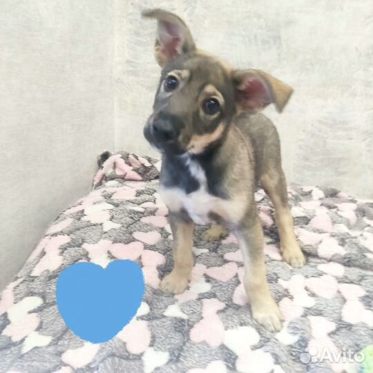 Злата. Щенок девочка. 2 мес