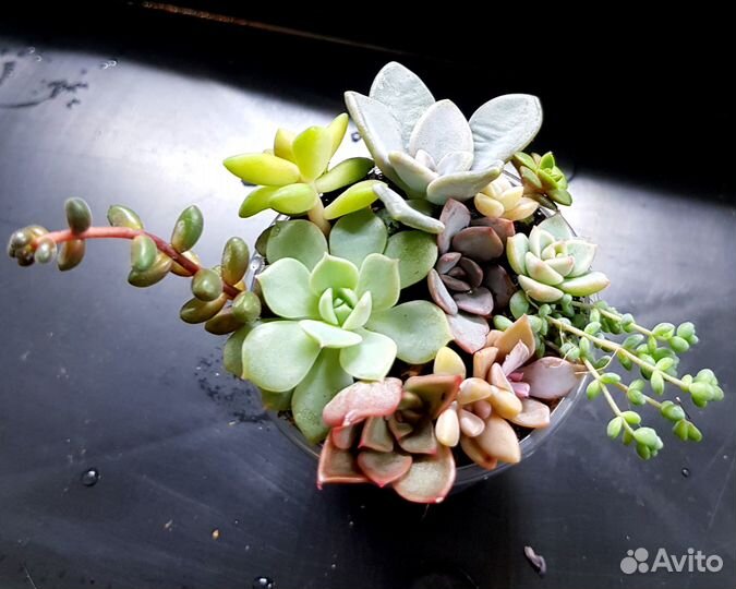Набор суккулентов для садика, флорариума