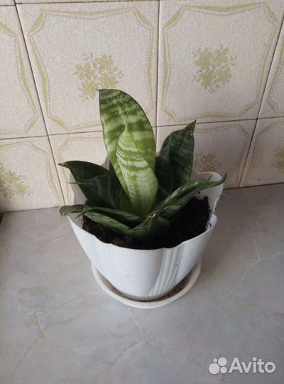 Сансевиерия