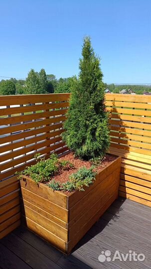 Туи пирамидальные