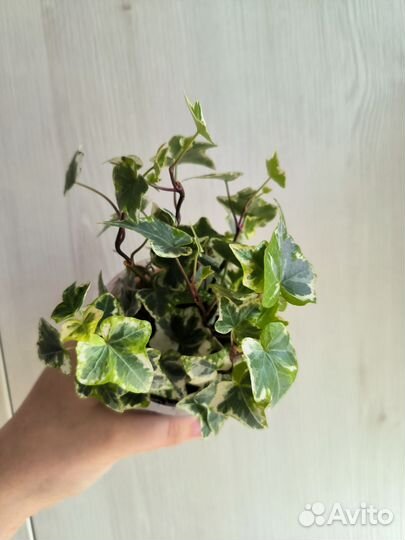 Хедера Лемон Минт