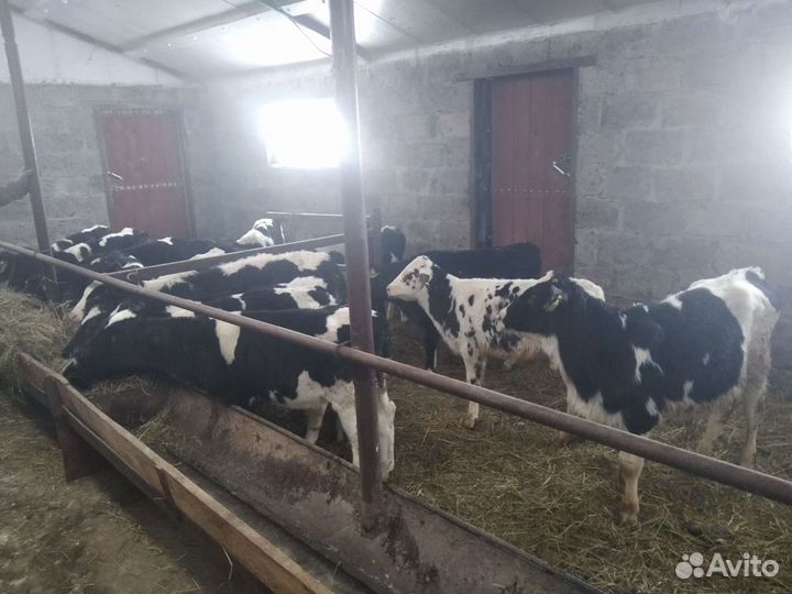 Телята бычки