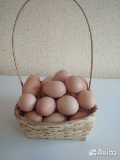 Домашние куриные яйца