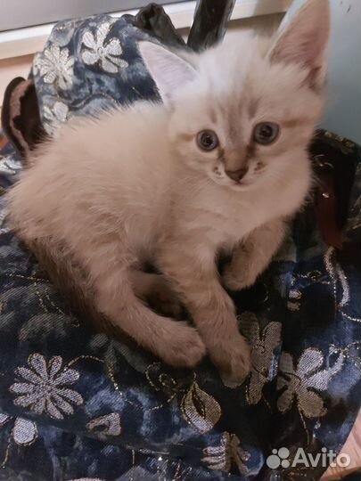 Тайская кошечка