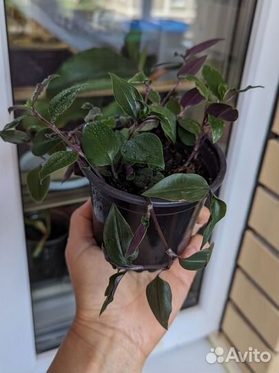 Традесканция нанук